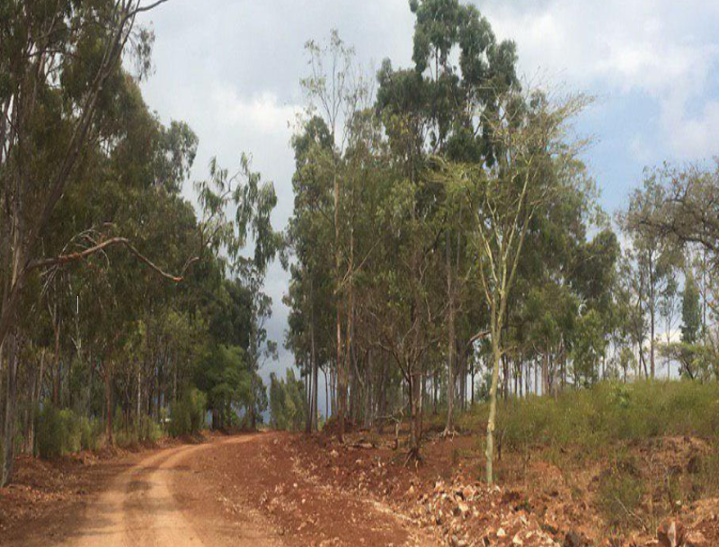 Woldane – Durgi Road 